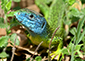 Lézard vert